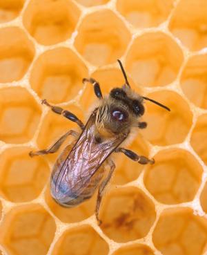 Perihal Molek: Kebaikan madu lebah