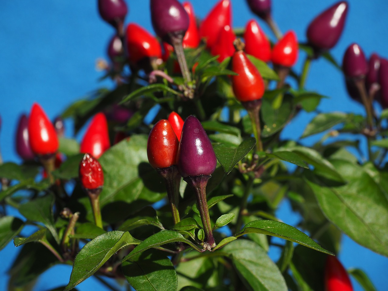 Ornamental Pepper Plants