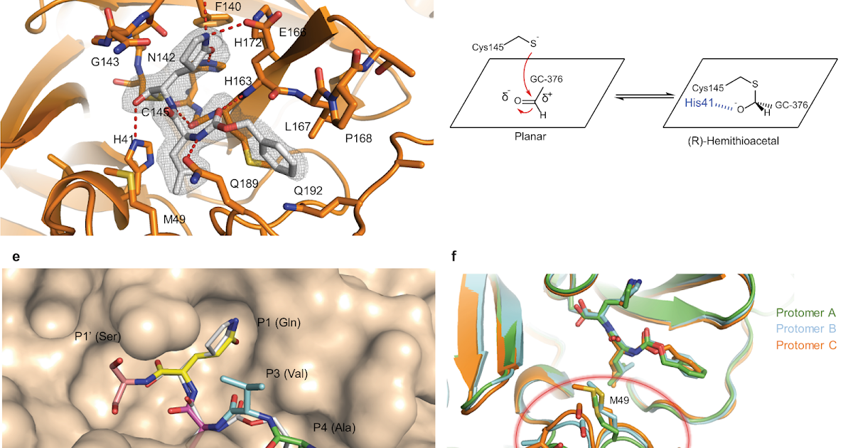 Covalent Modifiers Boceprevir, GC376, and calpain inhibitors II, XII