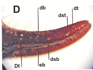 The Scorpion Files Newsblog A new species of Diplocentrus from Guatemala