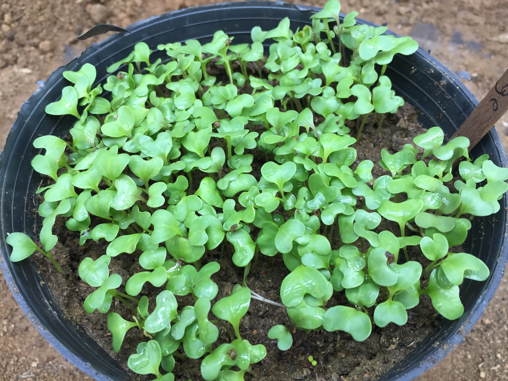 How to Start Ornamental Cabbage Indoors Growing Organic Vegetables