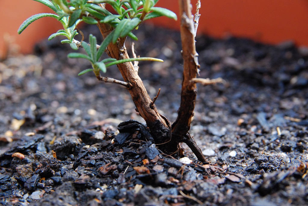 Herb Journal Ultimate Guides to Herbs