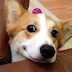 14 Reasons Corgis Are The Worst Indoor Dog Breed Of All Time