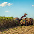 Agro| Cana perde espaço na lavoura para soja e milho
