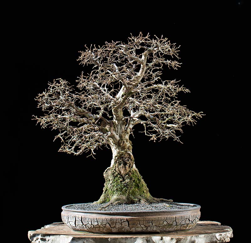 Walter Pall Bonsai Adventures Oriental Hornbeam 37 without foliage