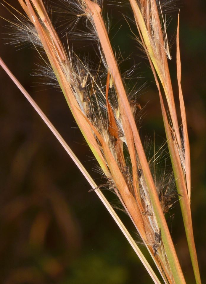 Nature Ramblers Ramble Report November 10 2016