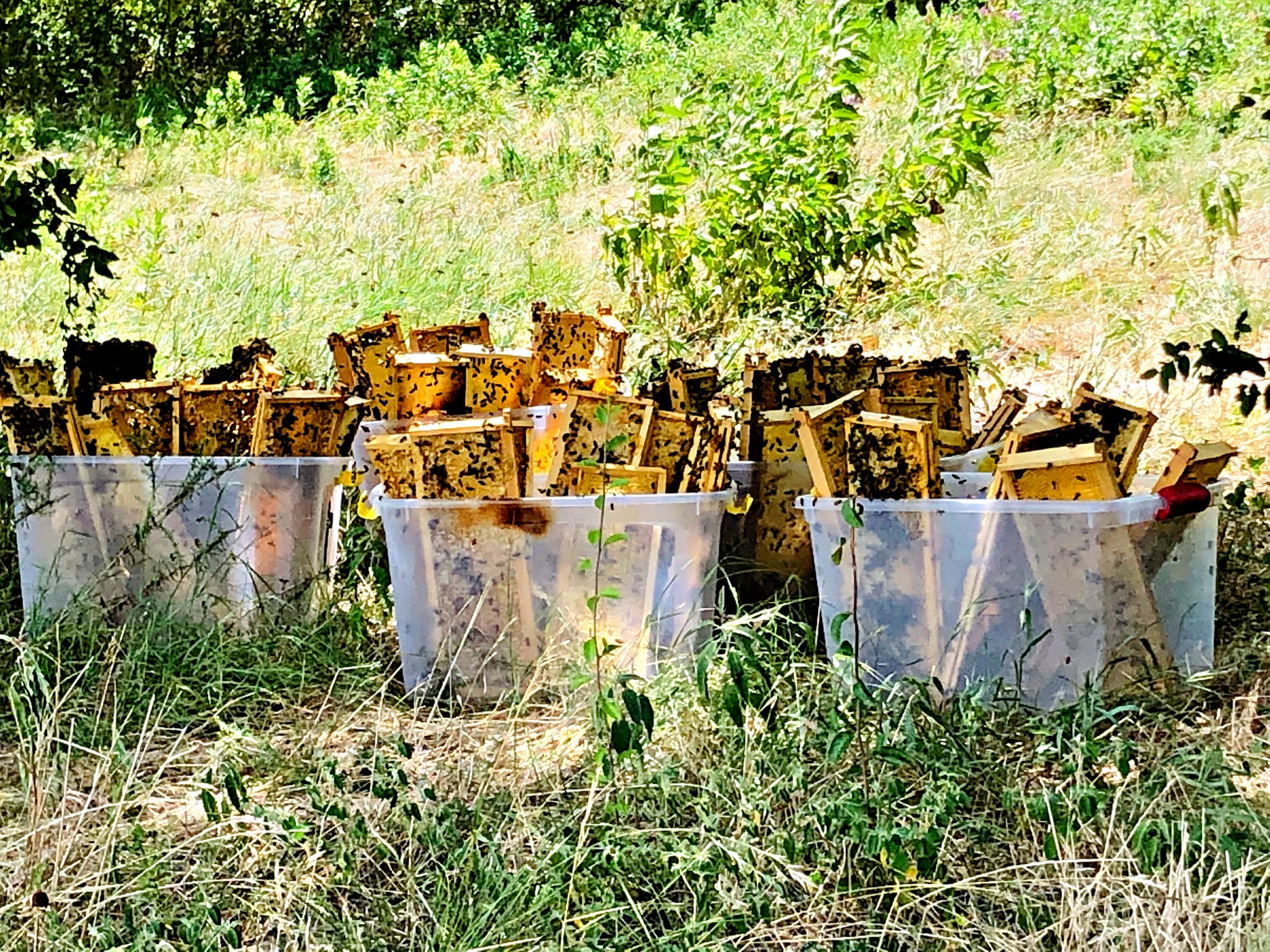 Linda's Life Journal Honey Harvest 2020