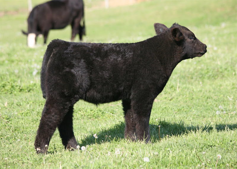 Lautner Farms Unstoppable x Rocky Balboa Bull Calf Sinclair Cattle Co