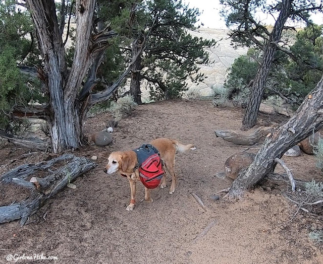 Backpacking Death Hollow, Escalante, Grand Staircase Escalante National Monument Backpacking Death Hollow, Escalante, Grand Staircase Escalante National Monument