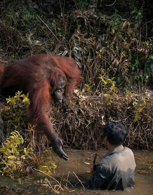 Sebuah teguran bagi kita semua bahwa hewan pun masih mempunyai hati dan perasaan, namun banyak diantara kita yang egois demi kepentingan dan uang seenaknya saja menebang hutan tanpa memberi solusi tempat tinggal bagi mahluk lain yang tinggal disana.