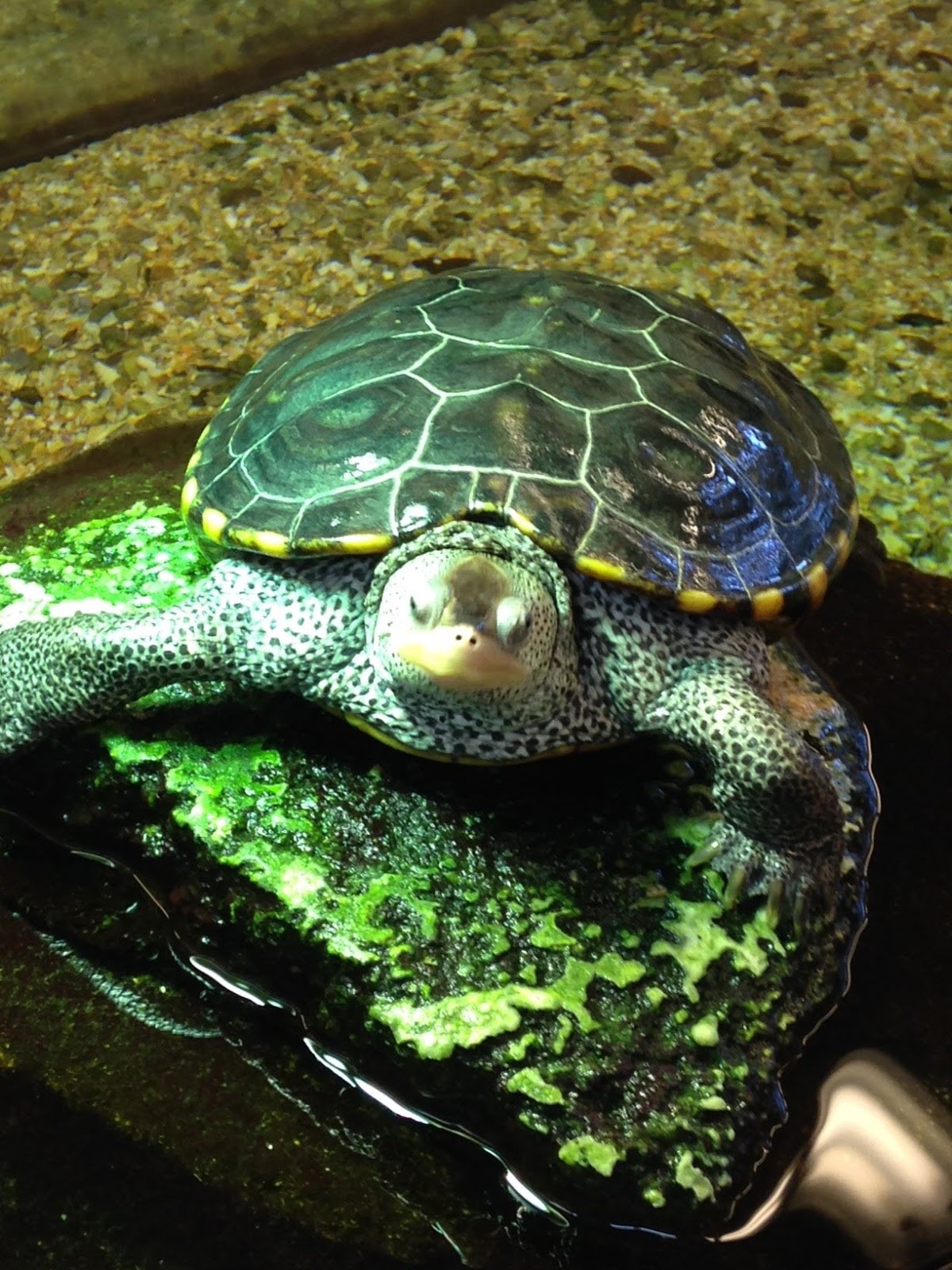 Tiptoeing Terrapin Turtles