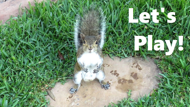 Man Teaches Squirrels to use Stepping Stones and Play "The Grass Is Lava"