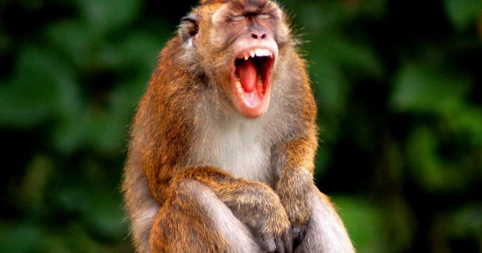 Ubat Gegat Halau Babi edx courses x