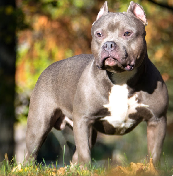 what kind of dog food to feed american bully pit