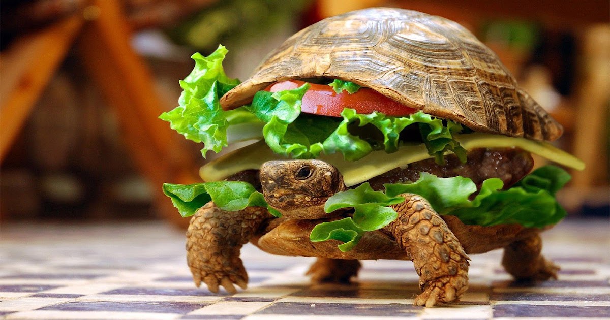 grappige wallpapers | hd wallpapers