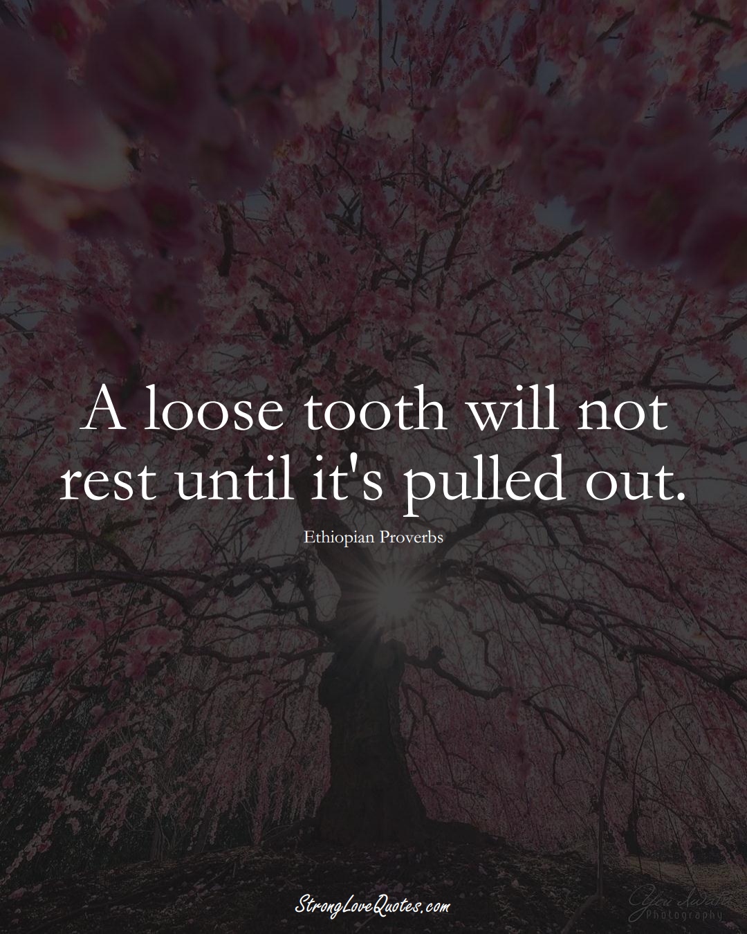 A loose tooth will not rest until it's pulled out. (Ethiopian Sayings);  #AfricanSayings