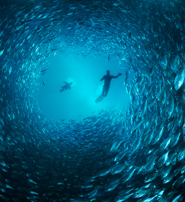 Learning by doing: pemandangan bawah laut