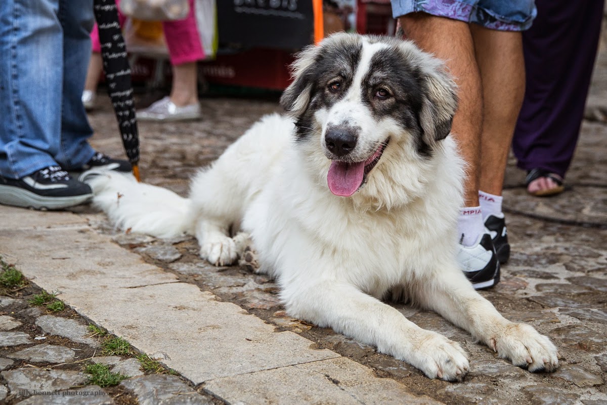 RIVIERA DOGS: Lena