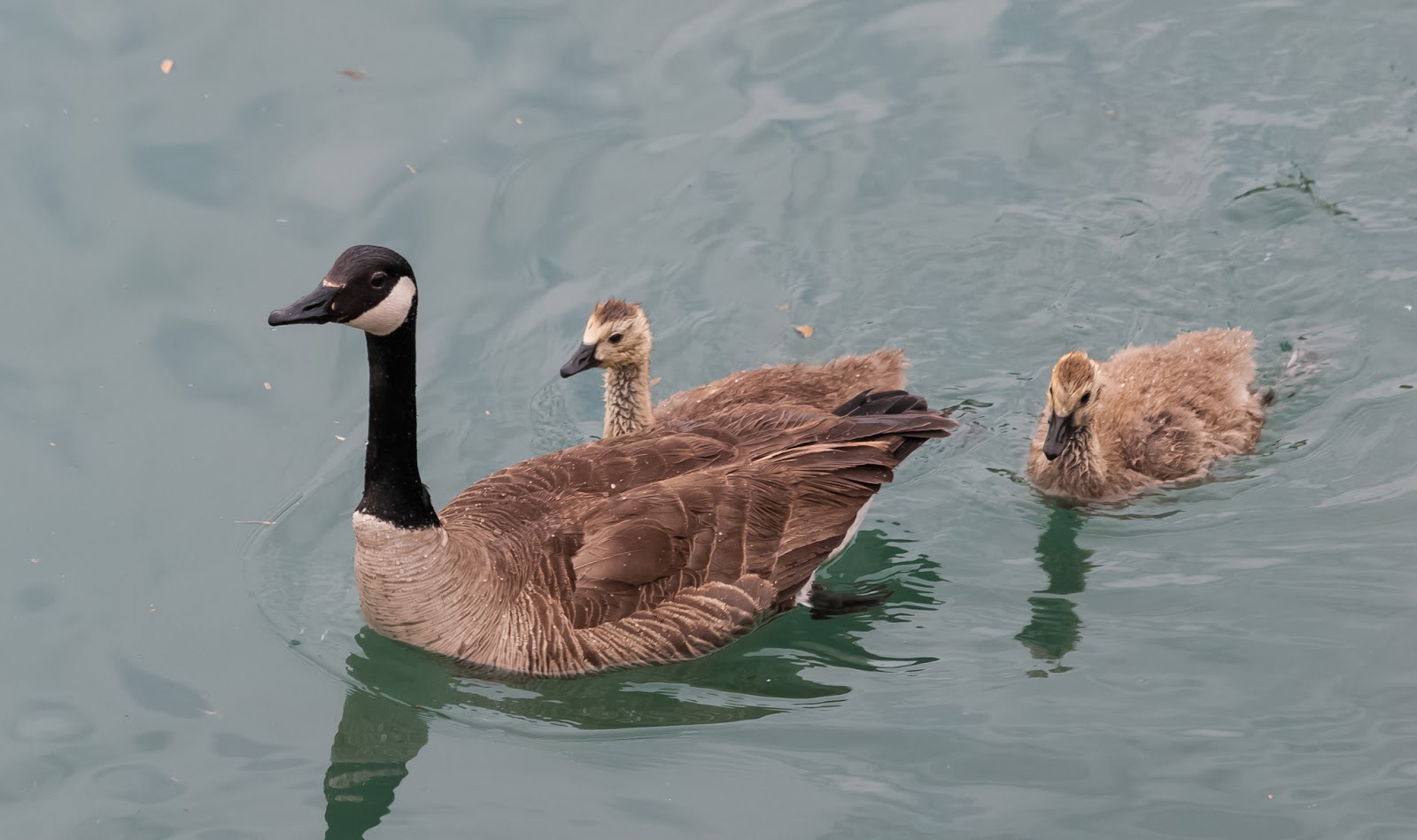 Canadian Geese With Goslings