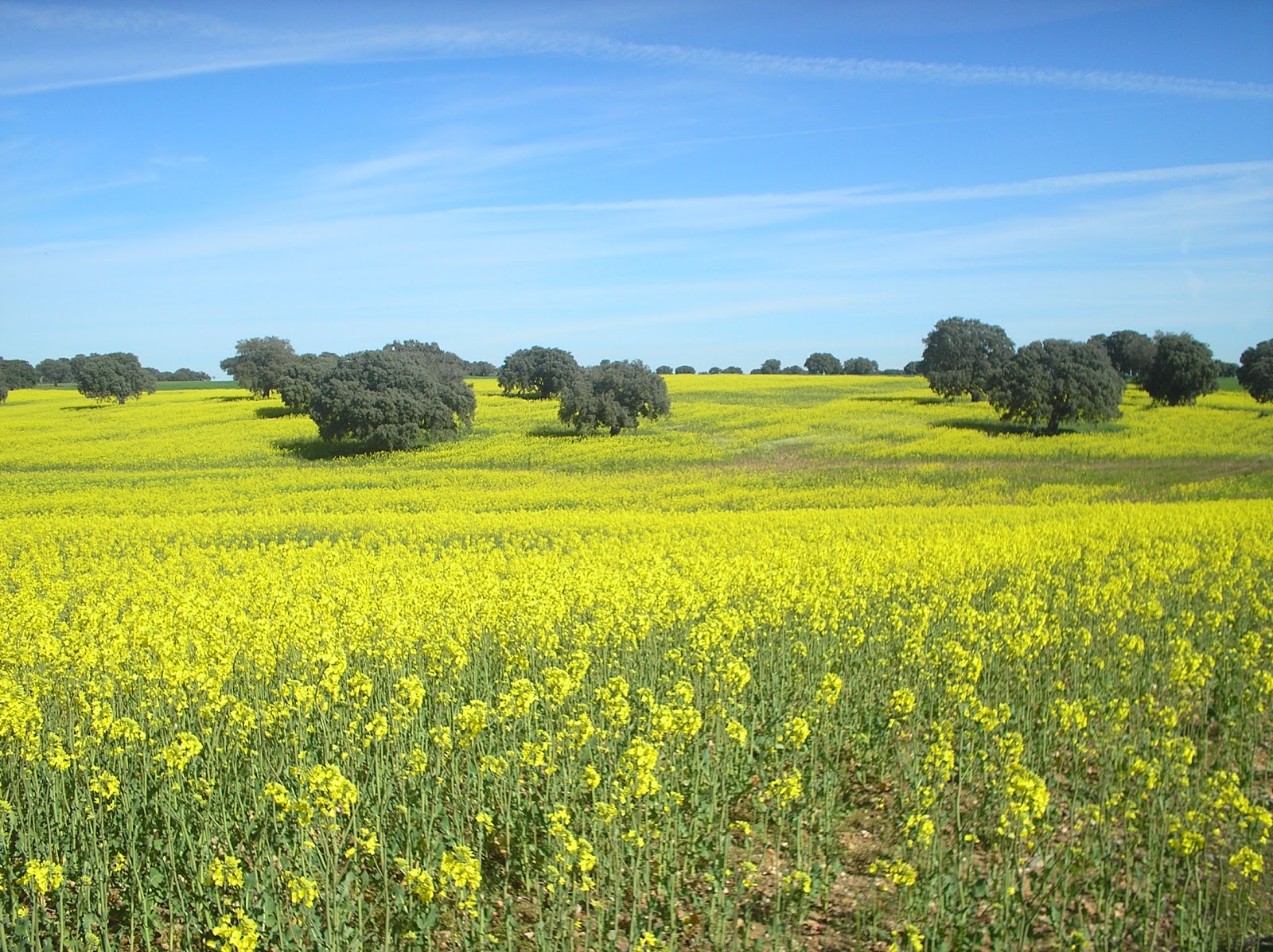 Recursos medioambientales: Paisajes de colza