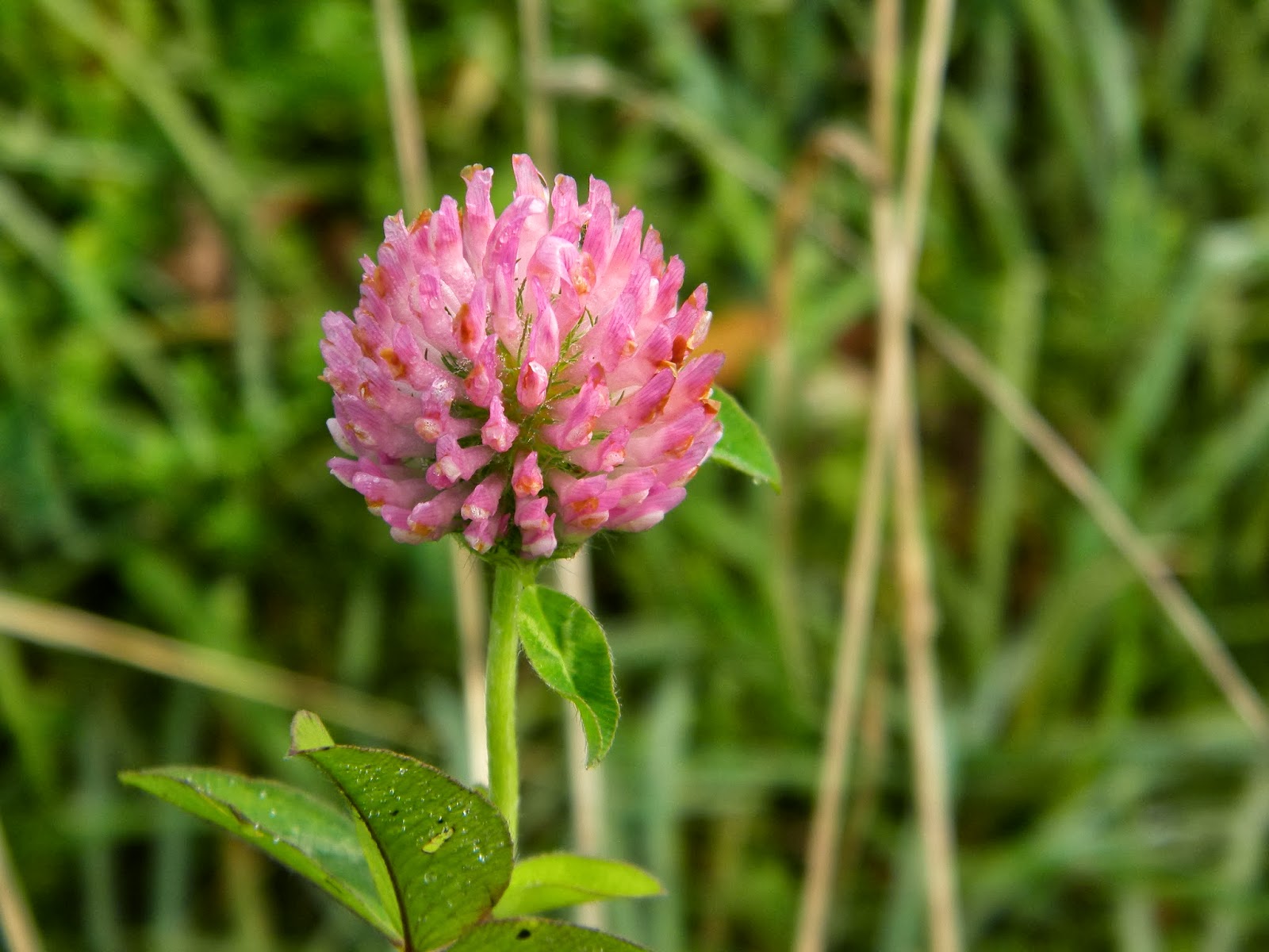 The Northern New York Gardener Hibiscus; Mushrooms; Weeds
