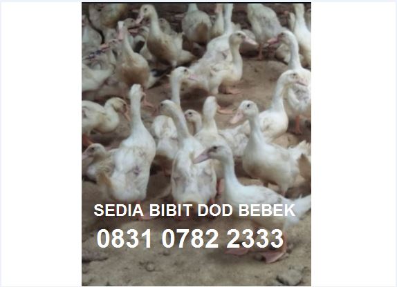 Jual Bibit Dod Bebek Hibrida Murah Jual Bibit Ayam Dan Bebek