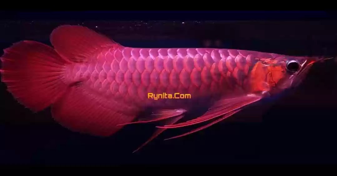 Cara Merawat Ikan Arwana