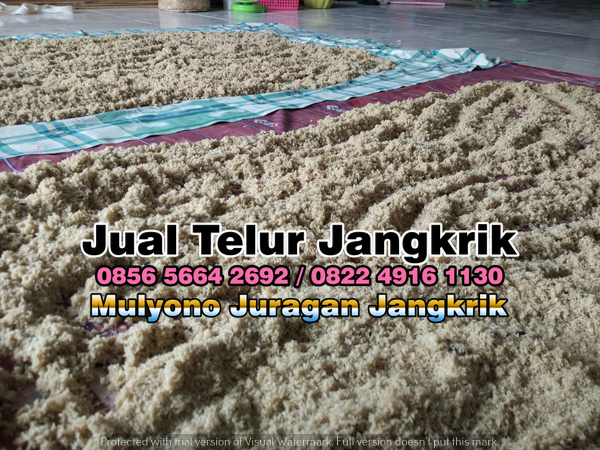 Rahasia Budidaya Jangkrik Untung 10 Kali Lipat Berita Gresik Dan