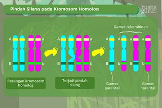 Pola-pola Hereditas Pautan-Pautan Gen, Pindah Silang, Gagal Berpisah
