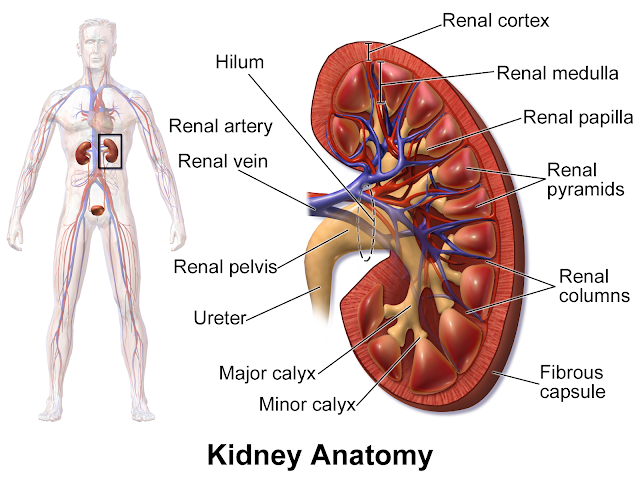 human anatomy kidney