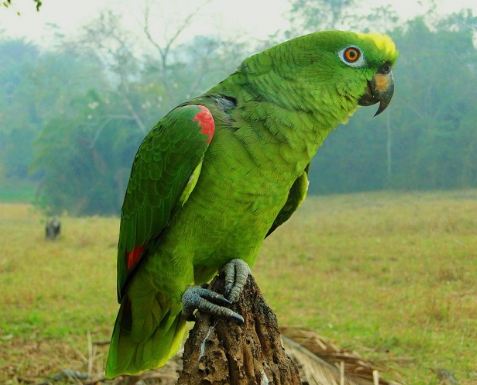 Daftar Harga Burung Kakatua Mini Maluku Macaw Dll Terbaru 2019