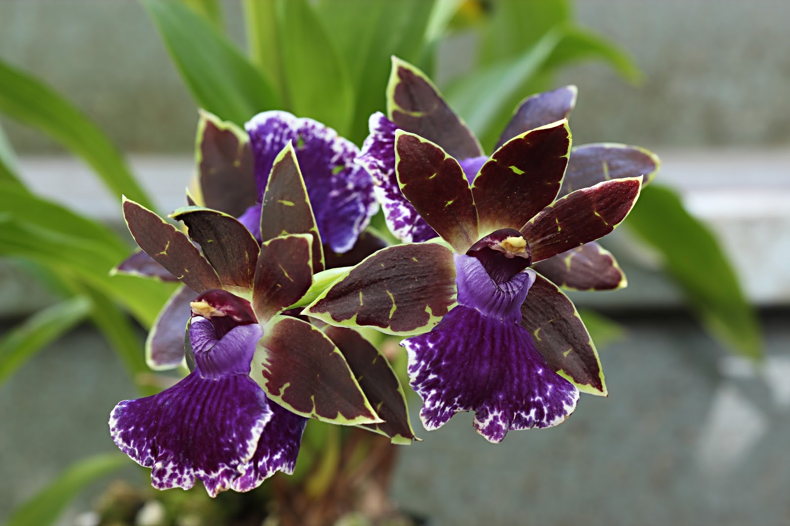 Orchidaceae Zygopetalum Jumpin Jack
