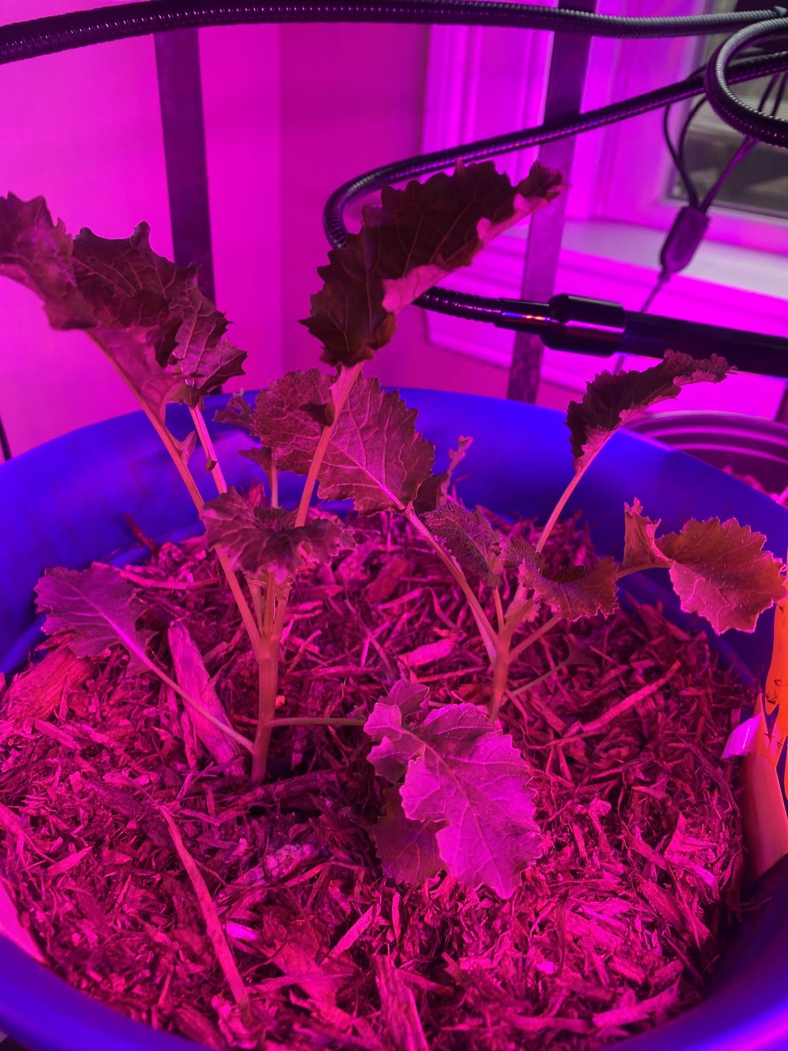 Broccoli Rabe/ Mustard Greens