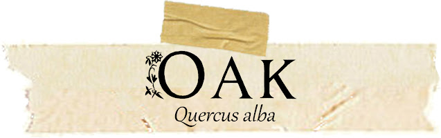 Magical and Medicinal Uses of Oak. Includes FREE BOS page!