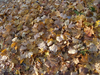 Lugn%2Bpromenad%2Bh%25C3%25B6st%2B%25282%2529 - Lugn promenad