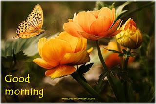 Morning wish with flower and butterfly