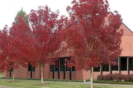 Raywood Ash Tree Size