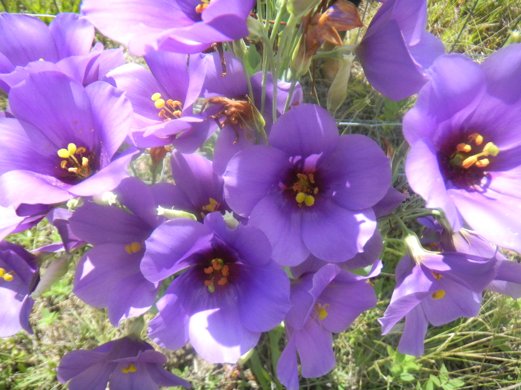 balance pose Texas Bluebells