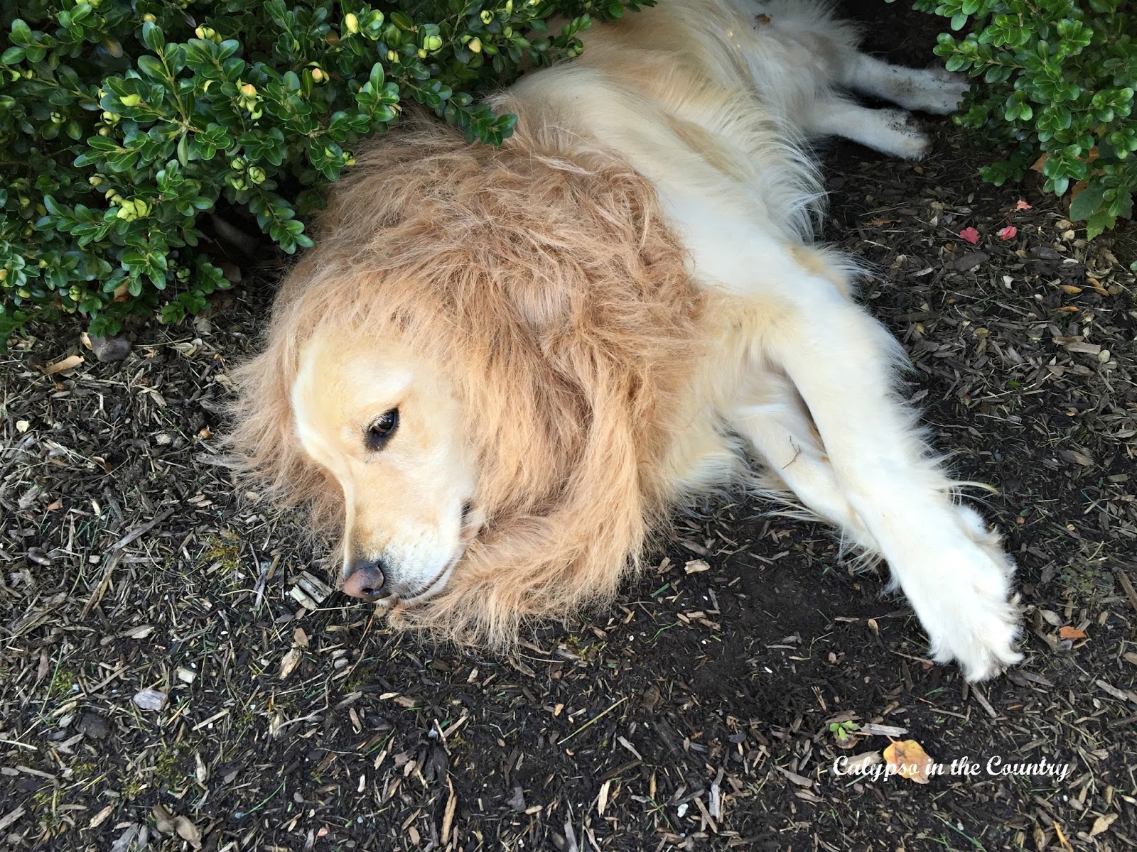Lion Mane Costume for dog Lion Mane Costume for dog
