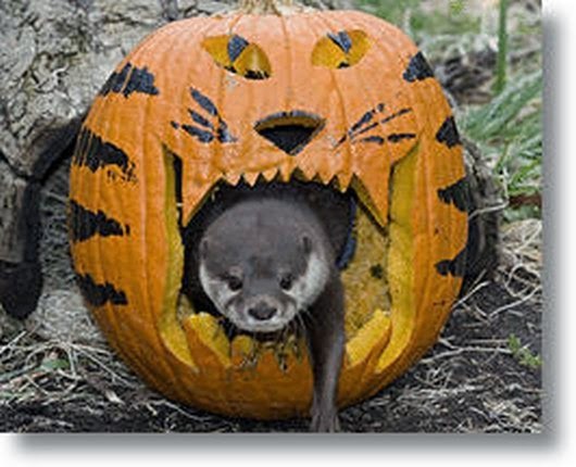 Funny halloween animals2-7