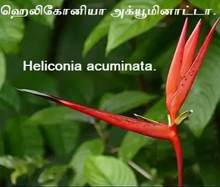 Heliconia acuminata.