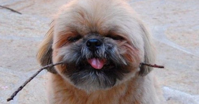 Por Que os Shih Tzu Nos Trazem Seus Brinquedos?