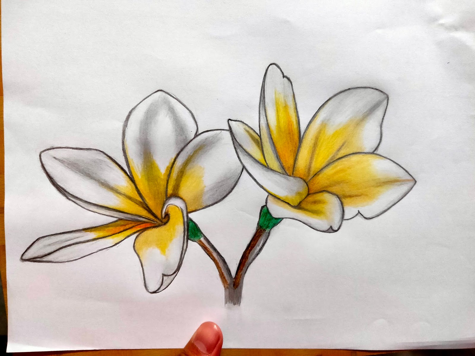 gambar mewarnai bunga kamboja