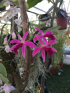 , Mostre primaverili: Horti di Veio e Monteporzio catone 2017, diarid'orchidee