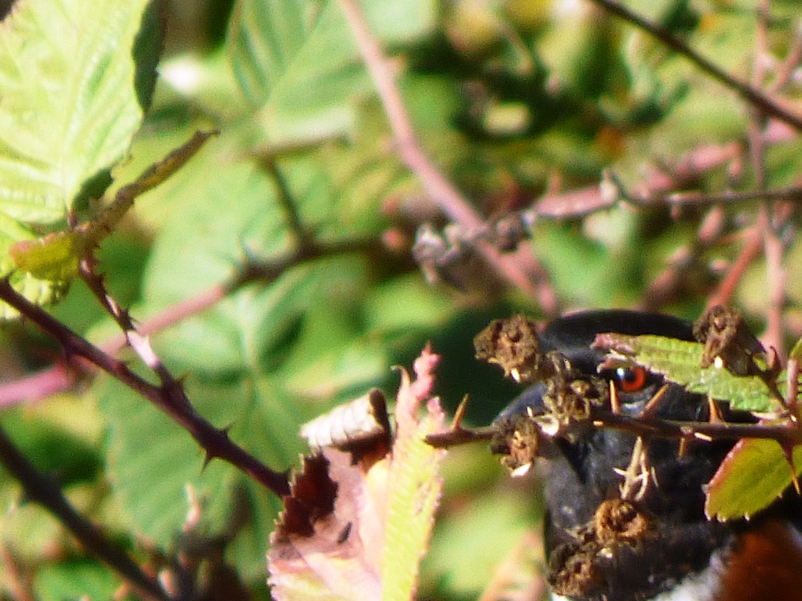 Geotripper's California Birds Can you Spot a Spotted Towhee? Here's