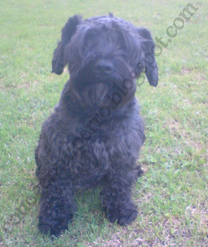 Conoce a tu perro: SCHNAUZER ESTANDAR