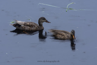 Naturfotografie Wildlifefotografie Tierfotografie Lippeaue