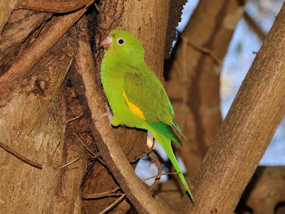 Canary winged Parakeet