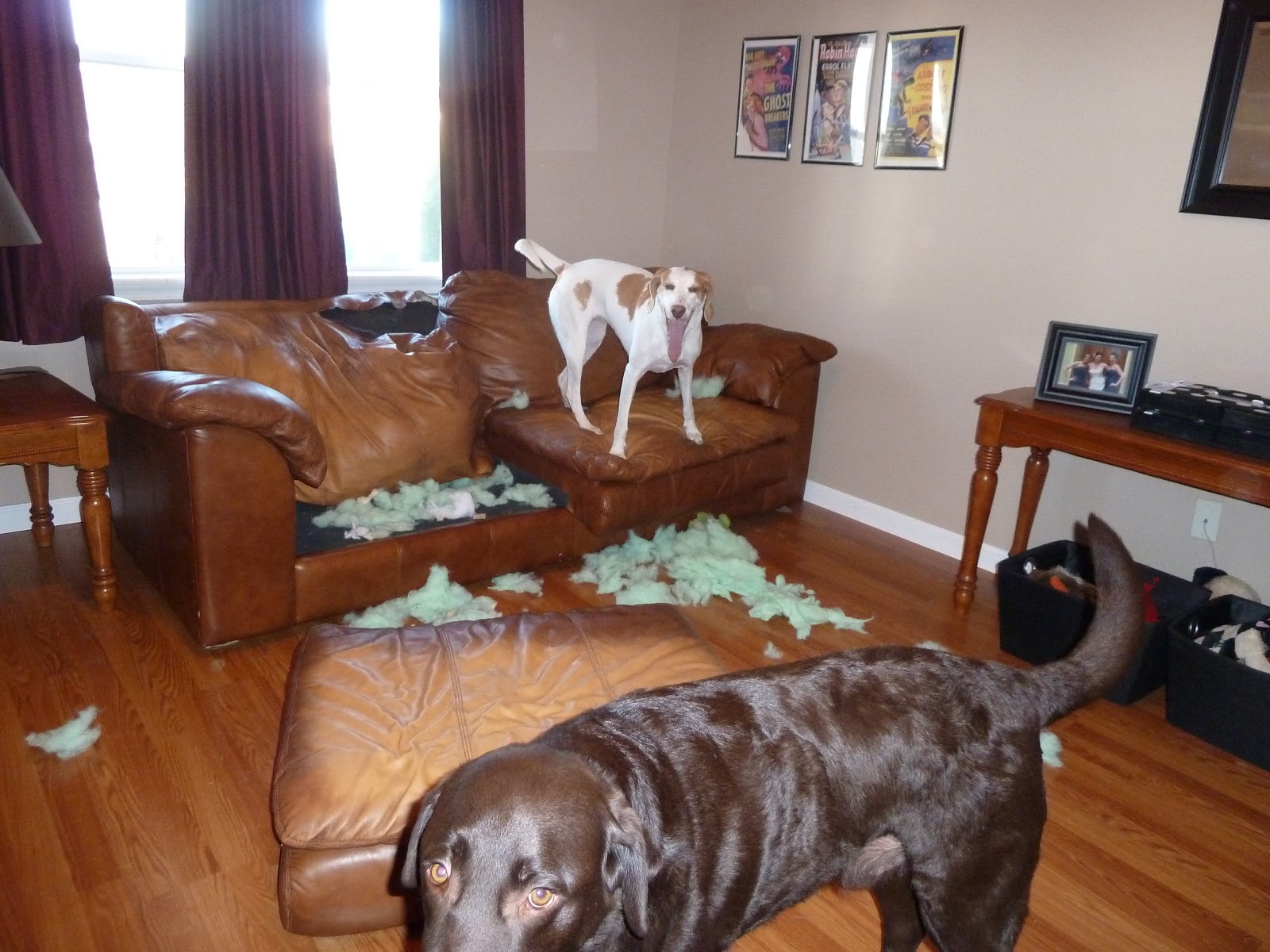 For the Love of Dogs The Chewing Challenge