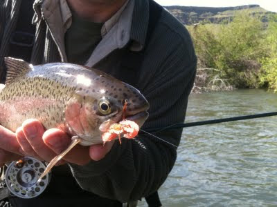 Charlie's FlyBox - Colorado's Best FlyShop and online Fly